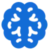 brain human